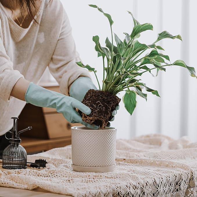 5.8 Inch Plant Pot: Ceramic Planter - Image 6