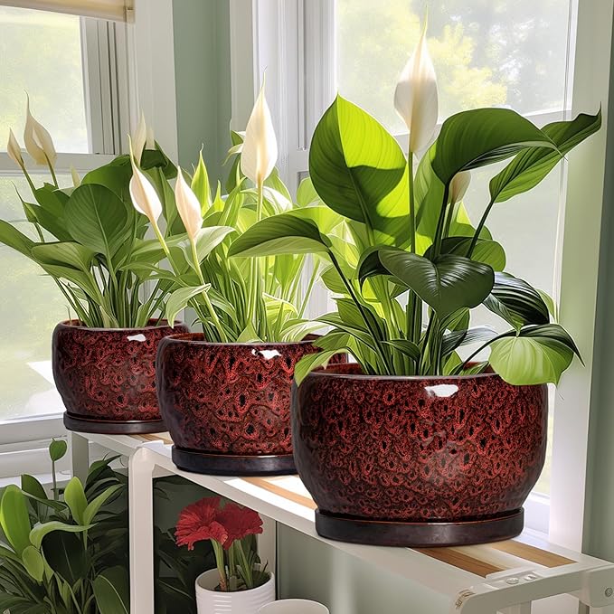 SQOWL Ceramic Plant Pots - Image 6