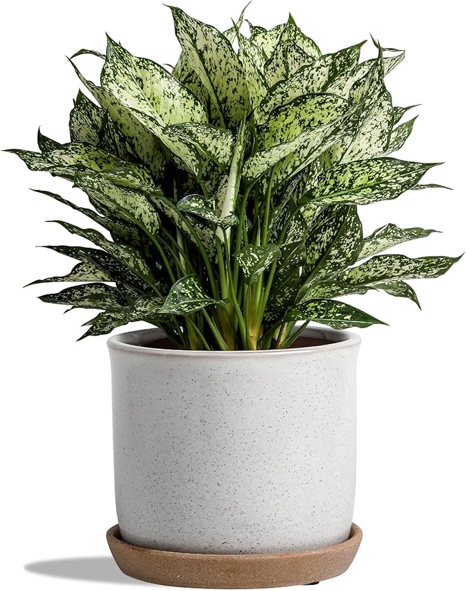 8 Inch Plant Pot: Ceramic Planter by Chubacoo