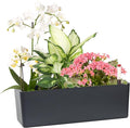 GardenBasix Elongated Self Watering Planter Pots Window Box 5.5 x 16 inch by GardenBasix