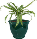 Sunnydaze Large Ceramic Plant Pot by SunnydazeDecor