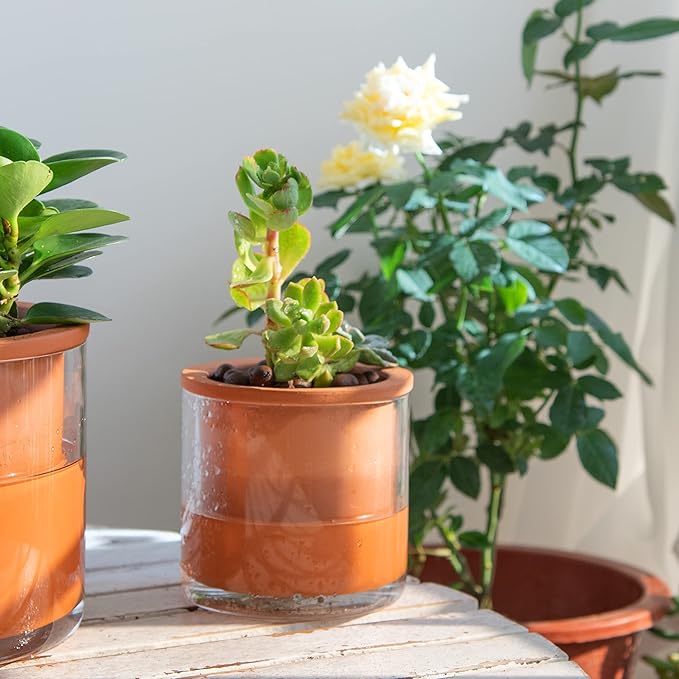Phoenix Vine 4 Inch 6 Inch Self Watering Plants Pots, Design Terracotta Pots - Image 7