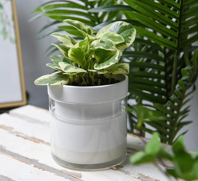 Phoenix Vine 6 Inch Self Watering Planter - Image 5