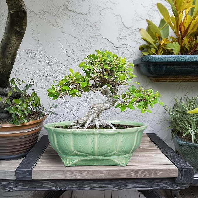 Bonsai Pots 11 Inch - Image 3