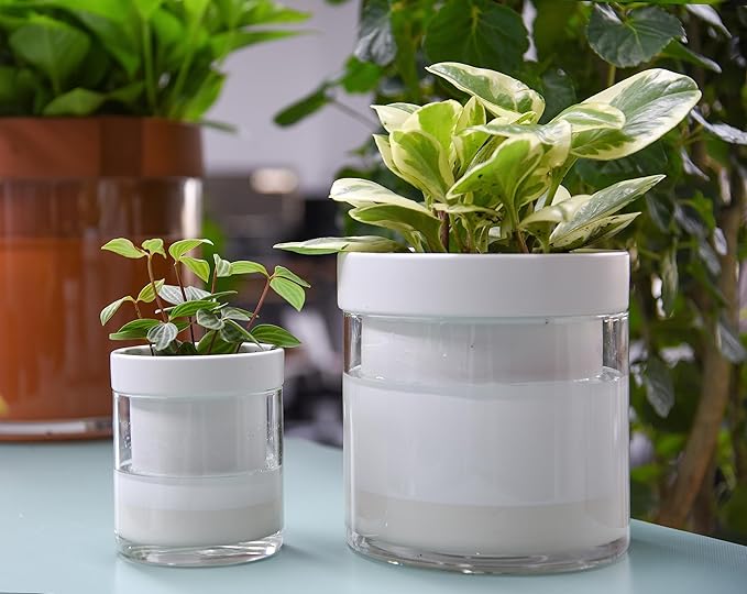 Phoenix Vine 6 Inch 4 Inch Self Watering Planter - Image 2