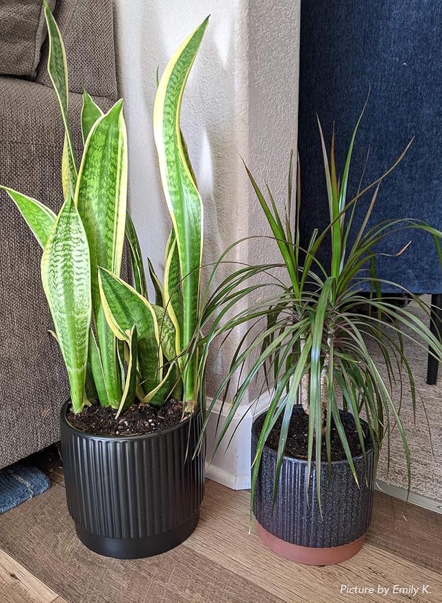 LE TAUCI Ceramic Plant Pots - Image 5
