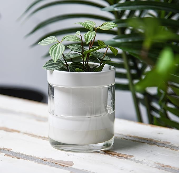 Phoenix Vine 4 Inch Self Watering Planter - Image 2