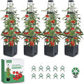 MQFORU Tomato Planter Boxes by MQFORU