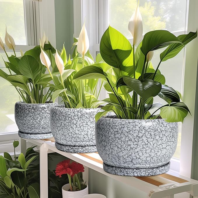 SQOWL Ceramic Pot for Plants - Image 5