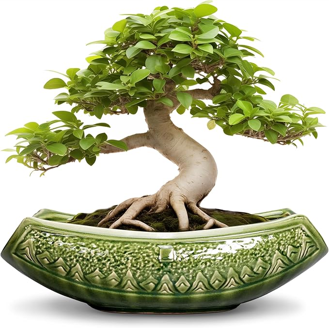 Bonsai Planter 18 Inch by Teagas