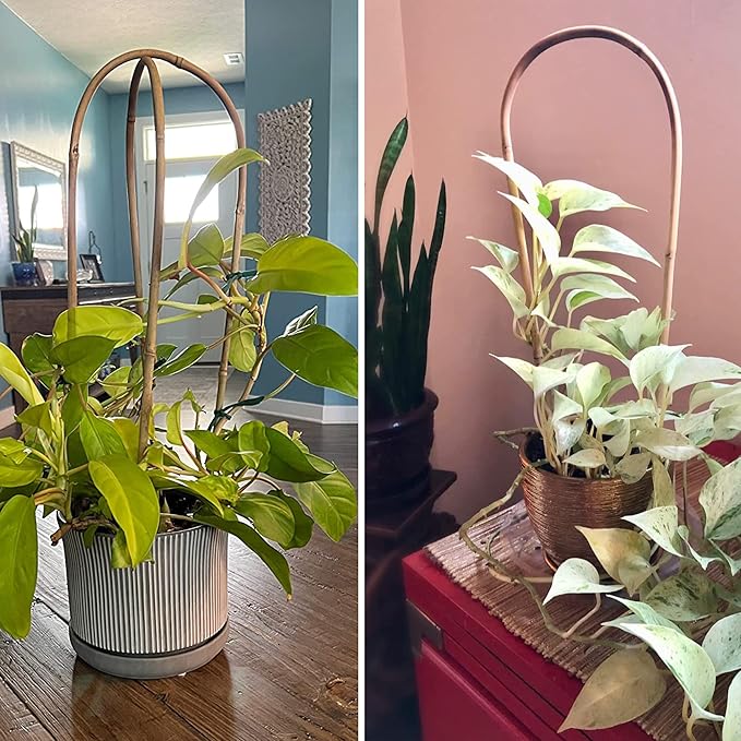 Avalution 16" Natural Bamboo Plants Trellis U-Hoop, Bamboo Gaeden Trellis - Image 5