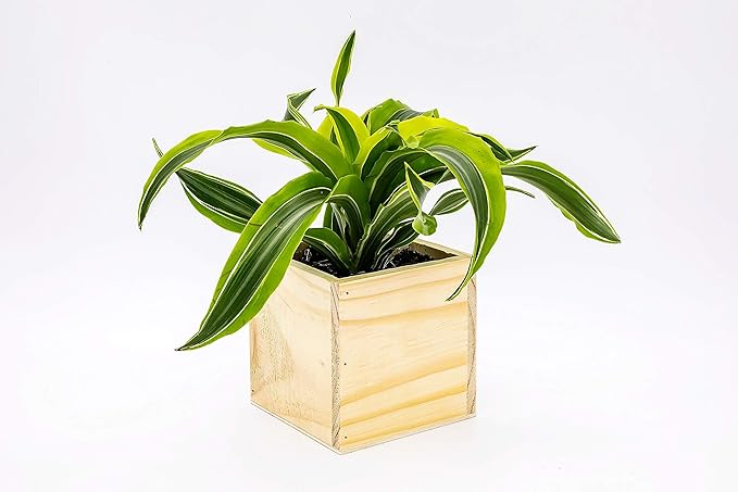 Wood Planter Box, 5 Inch Square, Rose Wood, Plastic Liner, Garden Centerpiece - Image 6