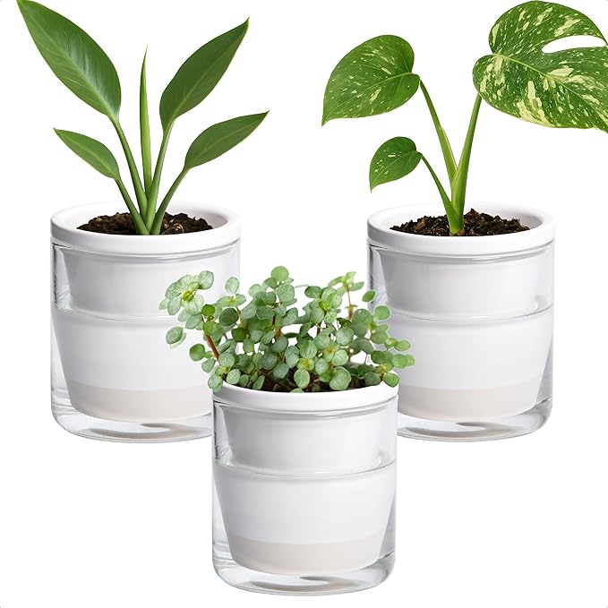 D'vine Dev 4 Inch Design Self Watering Planter by DvineDevPlanterPotsandStand