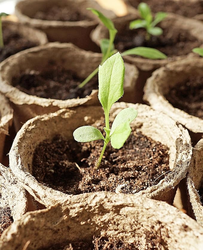 homenote Peat Pots, 3.15/4 Inch 120 Pcs Seed Starting Pots - Image 8