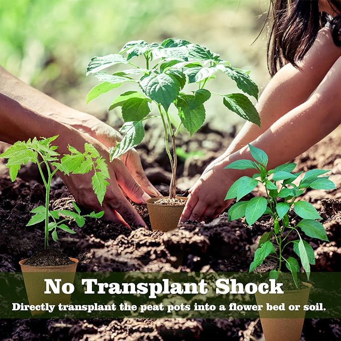 Biodegradable Peat Pots for Seedling - Image 4