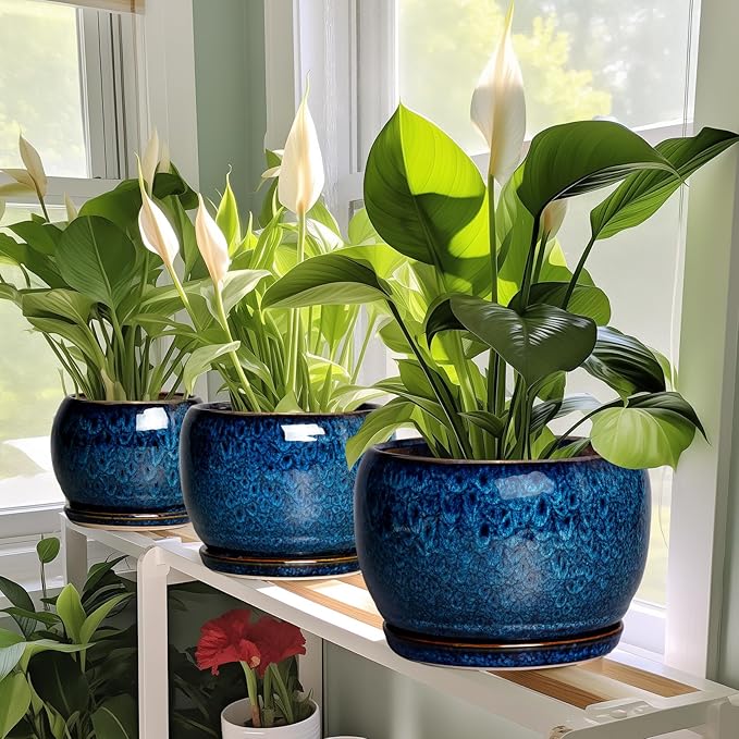 SQOWL Ceramic Planter 8 Inch - Image 7