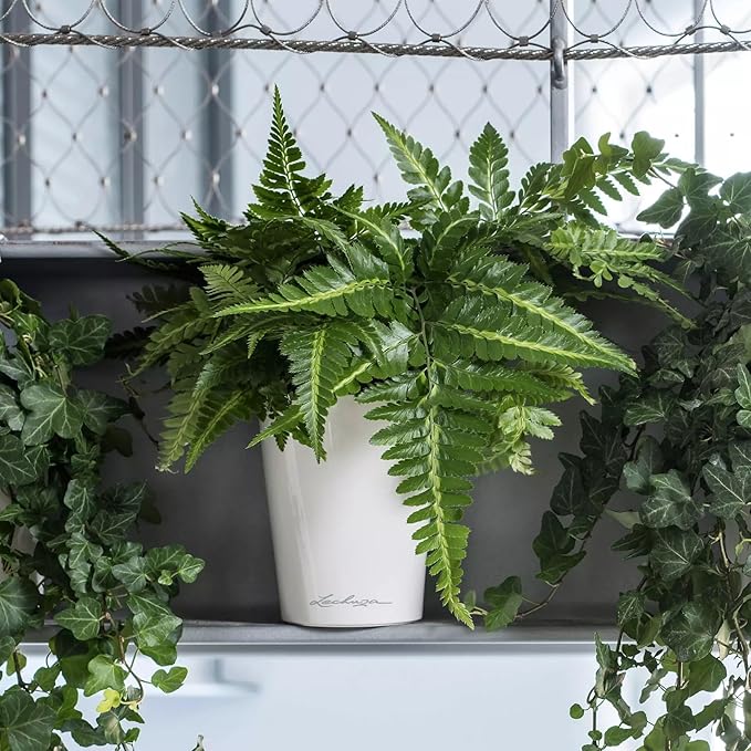 Lechuza 14900 Deltini Self-Watering Planter - Image 9