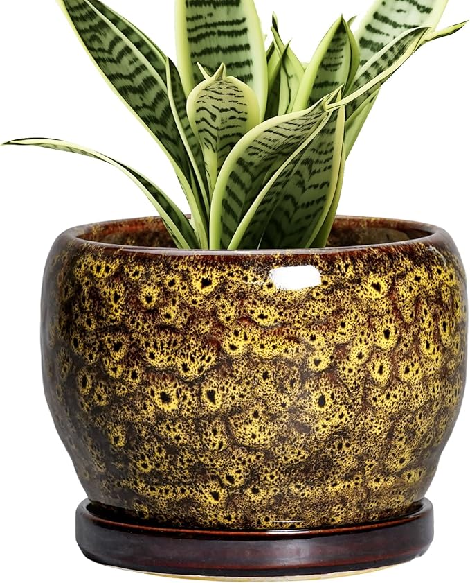SQOWL 6 Inch Plant Pot by SQOWL