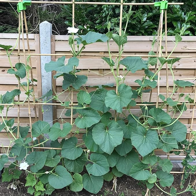 Plant Stakes 4.8FT, Natural Bamboo Stakes, HAINANSTRY 20Pcs Sturdy Bamboo - Image 4