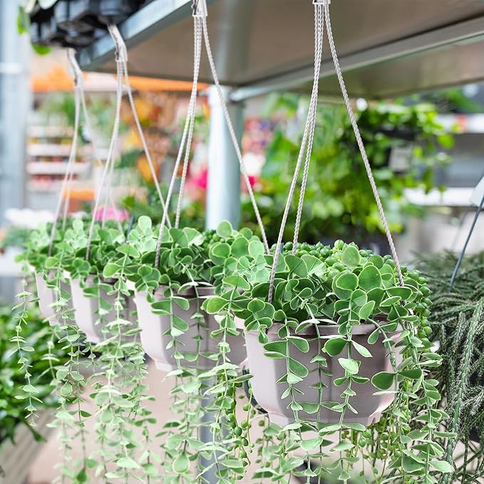 Roshtia 50 Pcs 5.9 inch Plastic Hanging Plant Pots - Image 6