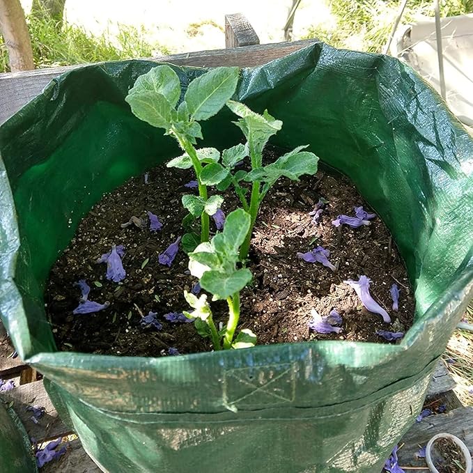 JJGoo Potato Grow Bags, 4 Pack 10 Gallon - Image 8