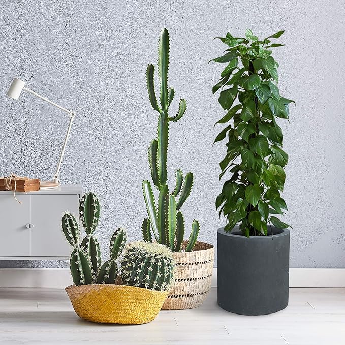 Kante 15.7" Dia Round Concrete Planter, Modern Style Large Cylindrical Plant Pot - Image 4