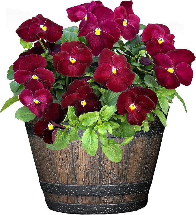 Classic Home and Garden S74CP5D-037R Whiskey Barrel Planter 5 Pack, Kentucky - Image 3