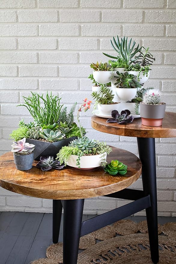 The HC Companies 8 Inch Round Plastic Succulent Capri Bowl Decorative Indoor - Image 4