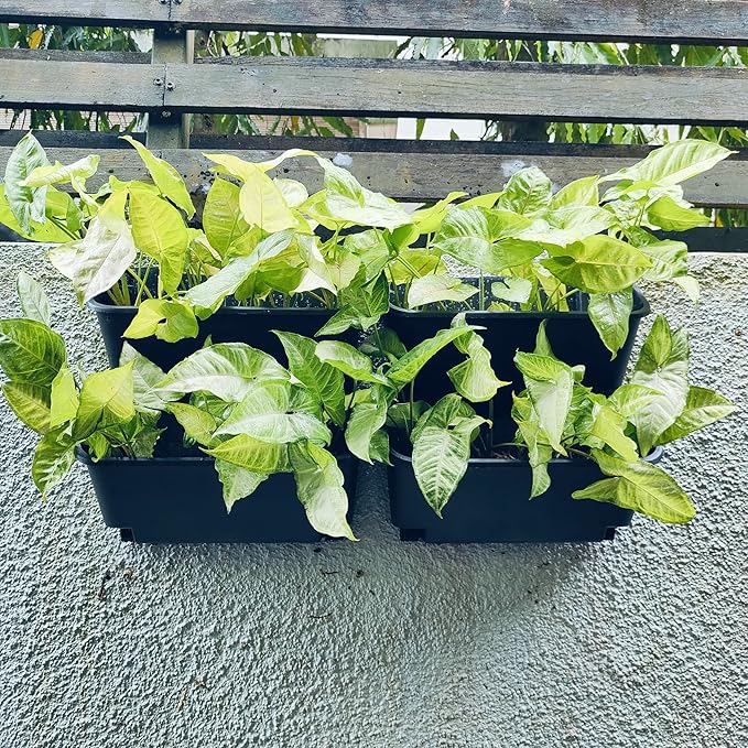 Maxona Black Color Vertical Garden Planter - Image 7