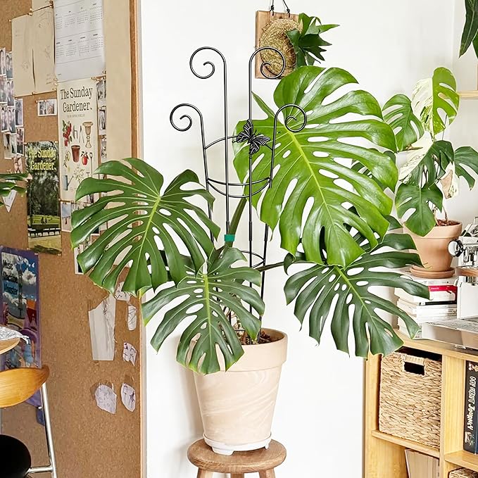 Coomin 32.6in Monstera Plant Support - Image 7