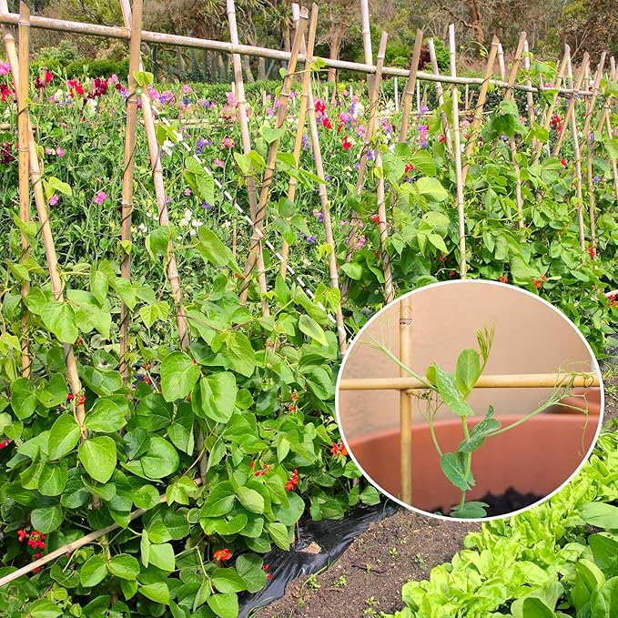 Plant Stakes, 4FT Longer Sturdy Natural Bamboo Garden Stakes, GAGINANG 25Pcs - Image 3