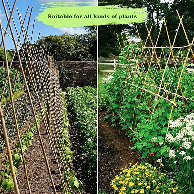 30pcs 3/10" D Thicker Heavy Duty Bamboo Stakes, 2FT Plant Stakes, Natural - Image 7