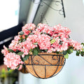 LaLaGreen Hanging Planter for Outdoor Plants Hanging Baskets by L%C3%A1L%C3%A1Green