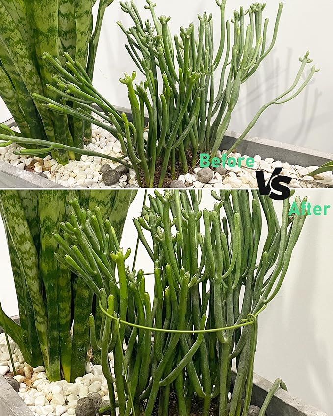 5-Pack Heavy Duty Plant Support Stakes, Metal Plant Ring Cages - Image 6