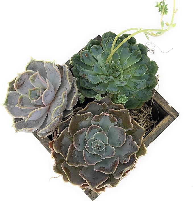 Wood Planter Box with Diamond Cross Hatch Style, 5 Inch Square, Rustic Barn Wood - Image 6