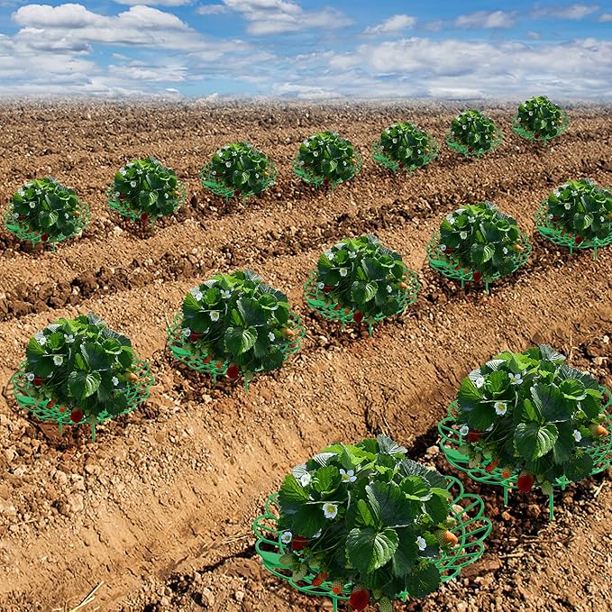 Iceyyyy 10 Pack Strawberry Plant Stand Supports-Strawberry Plant Support Stand - Image 6