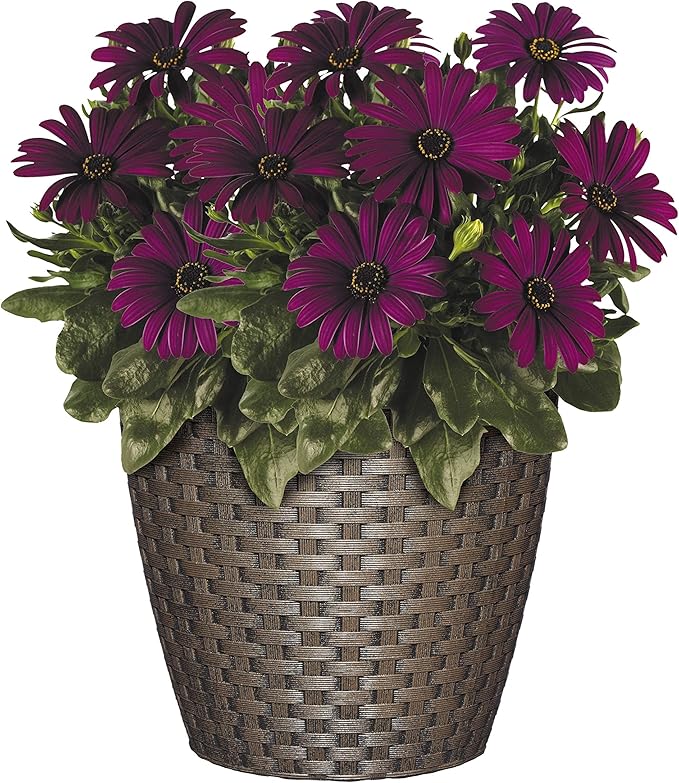 Classic Home & Garden Nantucket 8" Planter - Image 3