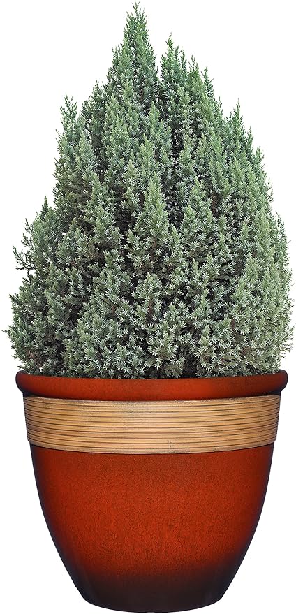 Classic Home and Garden Premiere Collection Planter, Abigail 15", Lava Red - Image 3