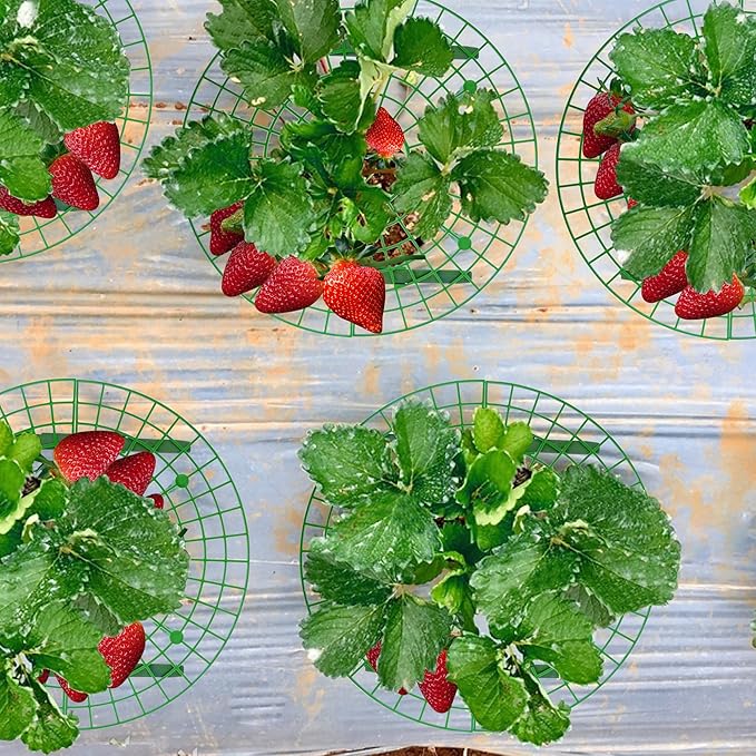 Iceyyyy 10 Pack Strawberry Plant Support - Image 5