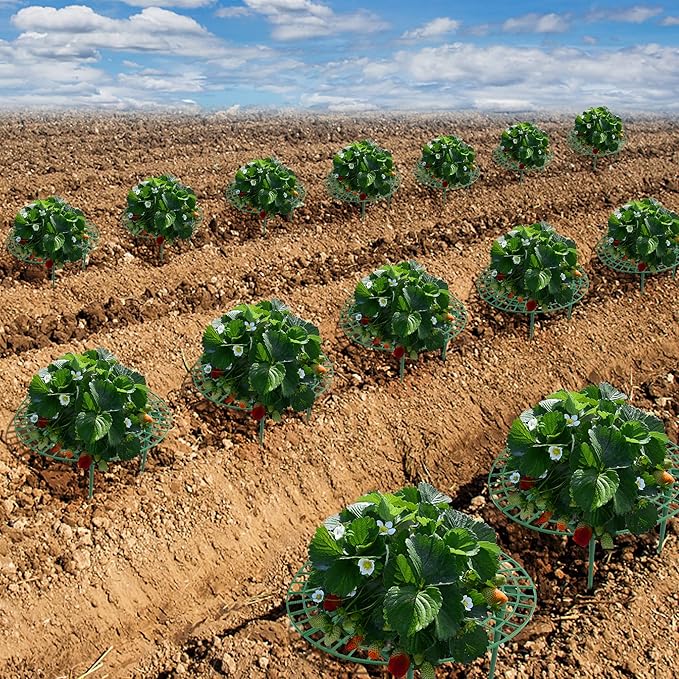 Iceyyyy 10 Pack Strawberry Plant Support - Image 6