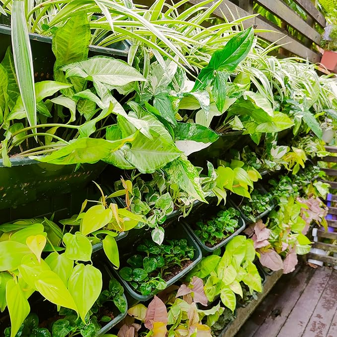Maxona Black Color Vertical Garden Planter - Image 9
